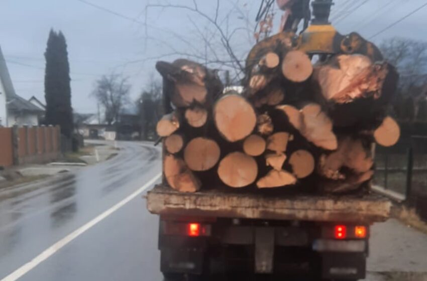  Transport de material lemnos confiscat de poliţişti în urma unor controale în trafic, în judeţul Bistrița-Năsăud