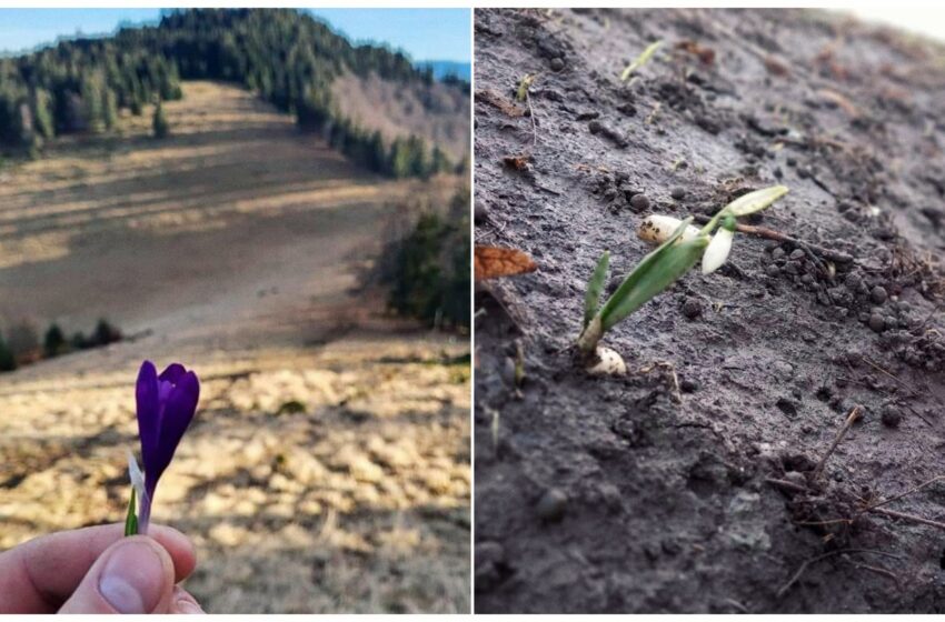  Brândușe și ghiocei, ,,vestitorii primăverii” la început de ianuarie: ,,Iarna nu doar că lipseşte, dar natura însăşi nu mai înțelege nimic”