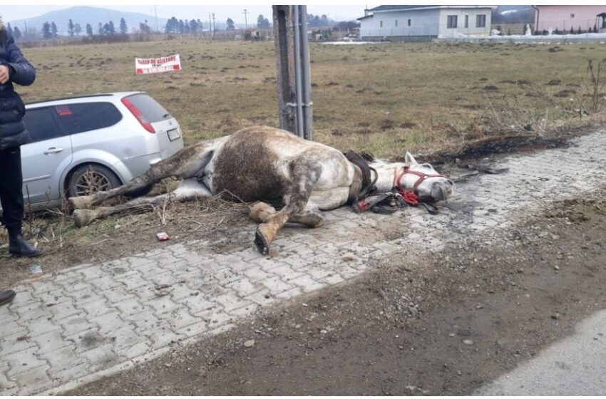  Un bărbat de 26 de ani  și un cal, loviți de o mașină la Sărățel