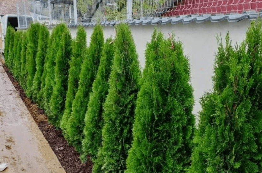  Distanța legală de plantare a pomilor față de gardul vecinului