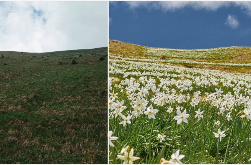  Pentru iubitorii de natură. Când se preconizează că vor înflori narcisele în Masivul Saca