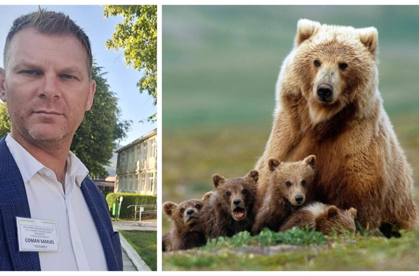  Consilierul județean Samuel Coman:Avem 906 urși în județul nostru, față de 156 cât ar  fi normal!