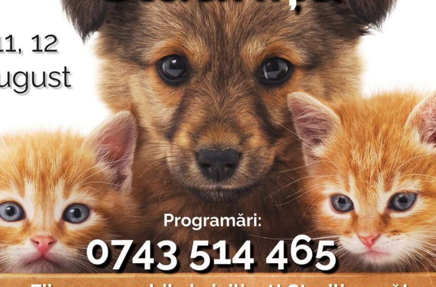  Campanie de sterilizări GRATUITE pentru câini și pisici, la Slătinița