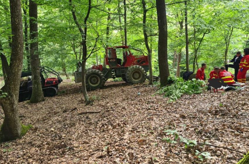  Bărbat din Poienile Zagrei omorât de un copac în pădure!