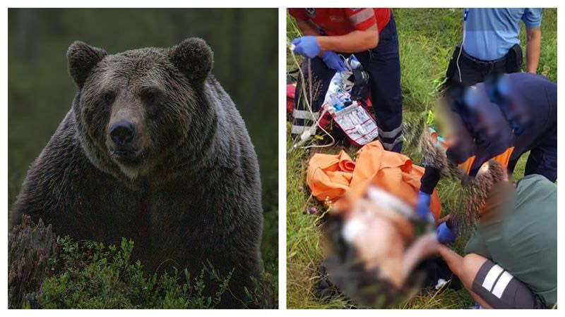  Atac al unui urs, intre Sebiș si Rustior. Un bărbat a fost mușcat de mână!