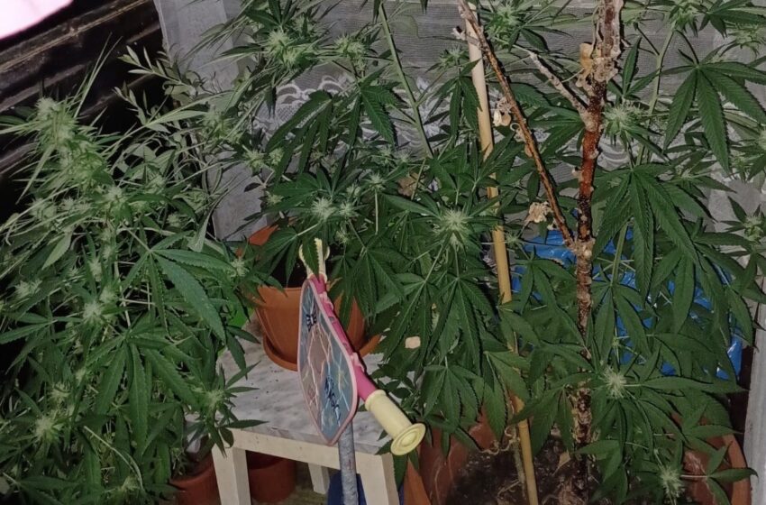  PERCHEZIȚII. Trei persoane rămân în arest preventiv pentru trafic de droguri de mare risc. Dețineau o cultură de canabis outdoor, metamfetamină și alte subtanțe interzise