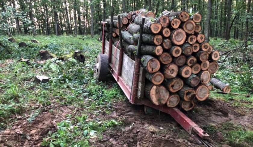  Furturi masive de material lemnos la Budacu de Sus și Dumitrița