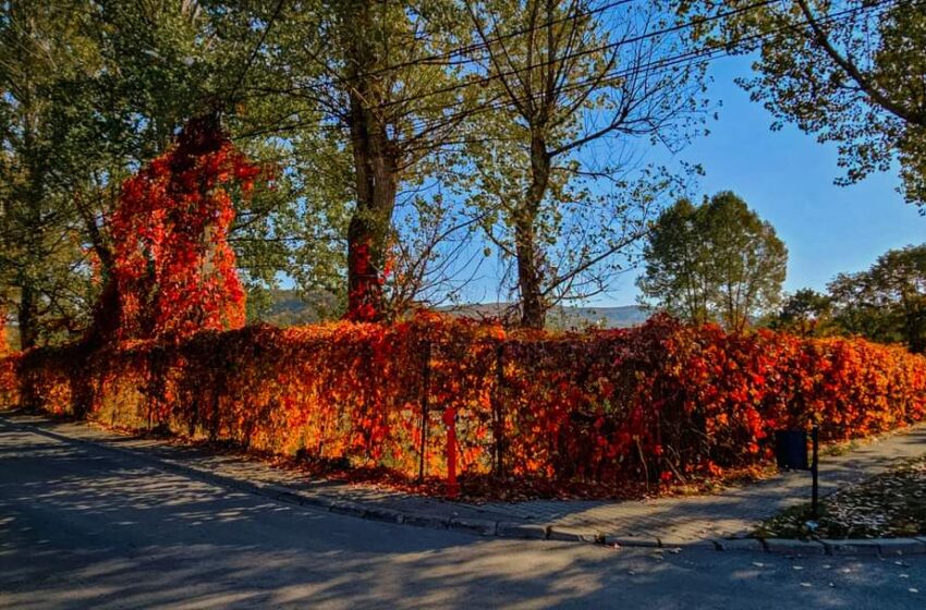  Tomnaticele ghirlande multicolore ale Bistriței. FOTO