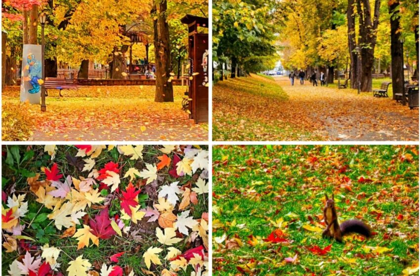  Bistrița – Bucuria Toamnei cu frunze colorate și veverițe! FOTO