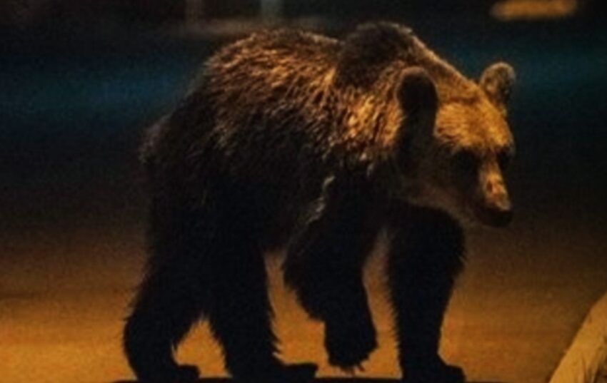  Mesaj Ro-Alert la Bistrița, după ce un urs a fost văzut pe o stradă din municipiu