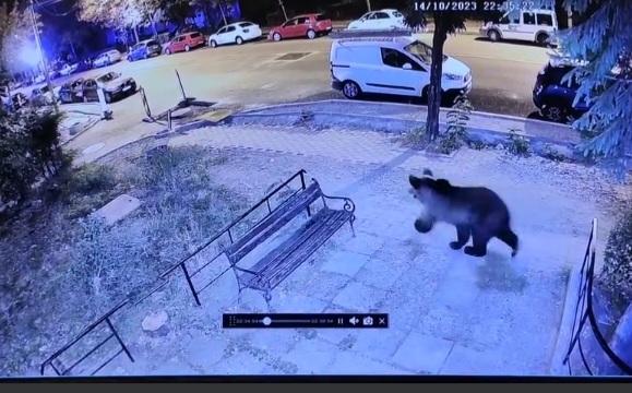  Un urs s-a plimbat aseară pe străzile Bistriței! VIDEO
