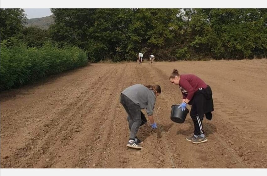  Semănături de gorun și paltin de munte în pepiniera silvică Sărata. FOTO
