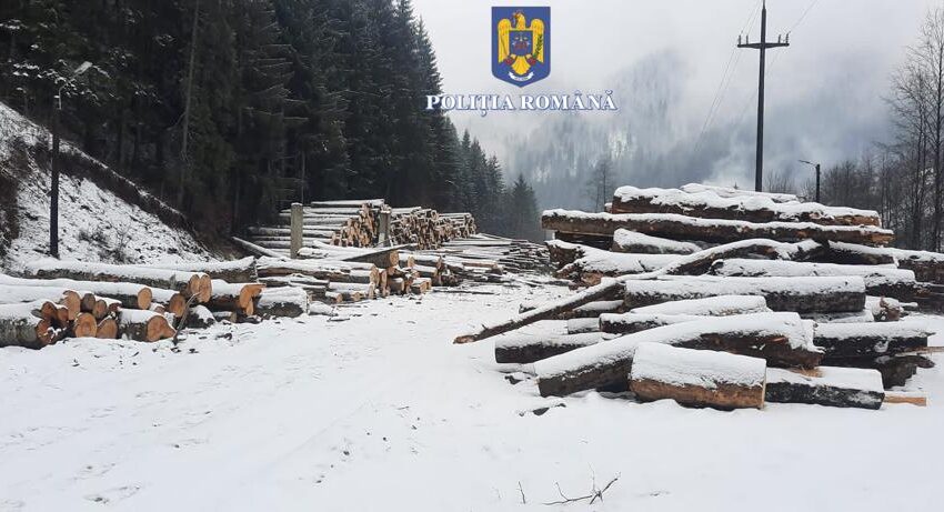  Peste 50 de metri cubi de material lemnos, confiscat în urma unor controale în județ. FOTO