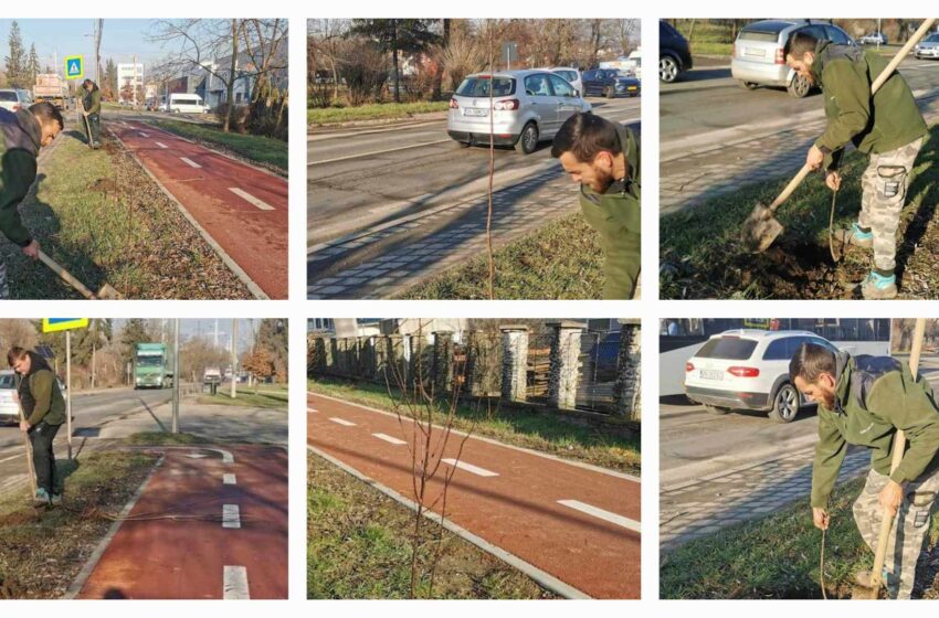  S-au plantat 180 de pruni ornamentali pe străzile din municipiul Bistrița. FOTO