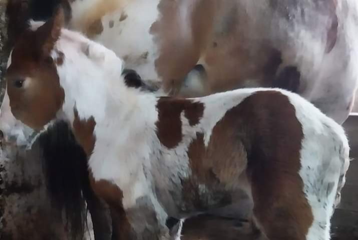  Căluțul Maximus, noul membru al fermei didactice de la Liceul Tehnologic Agricol Bistrița. FOTO