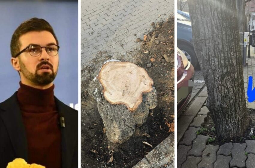  Nicolae Pavelean: În Bistrița, arborii nu sunt îngrijiți și tratați corespunzator. FOTO