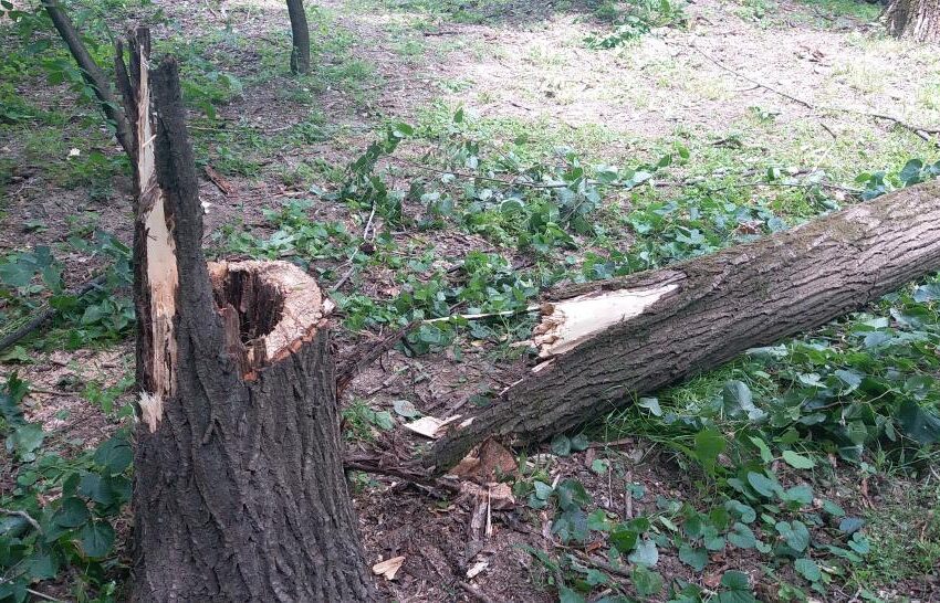  Două persoane accidentate de un lemn la Bistrița Bargăului. Din păcate una a decedat