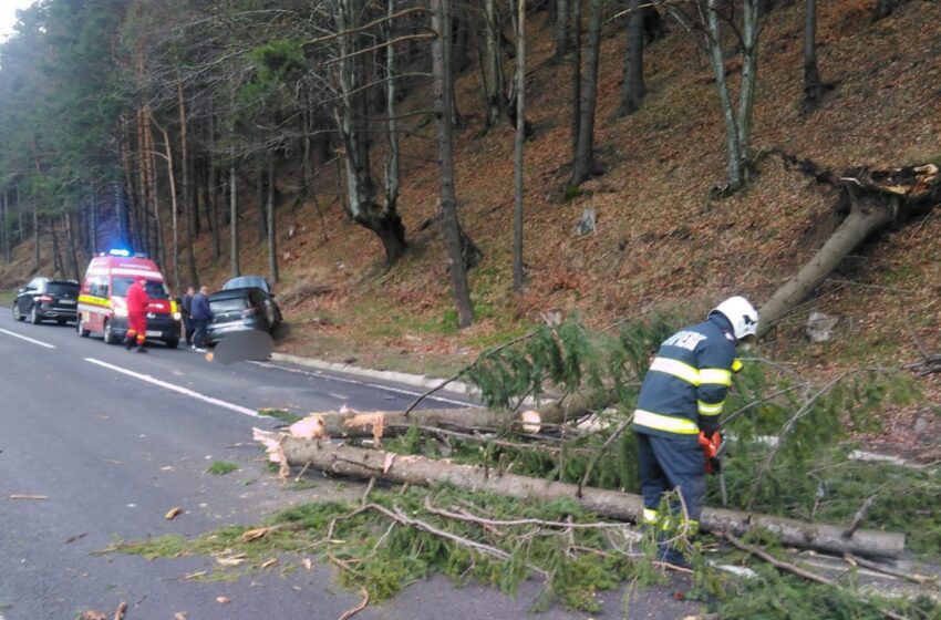  Un copac a căzut peste o mașină la Mureșenii Bârgăului! Trei copii au fost duși la spital! FOTO