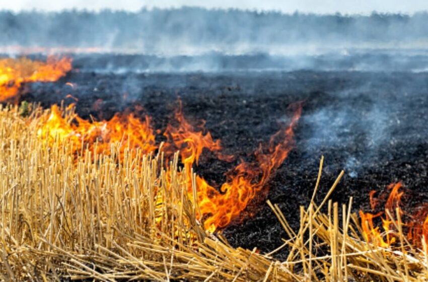  Un bărbat de 80 de ani a murit pe o miriște care a luat foc între Dumbrăvița și Perișor