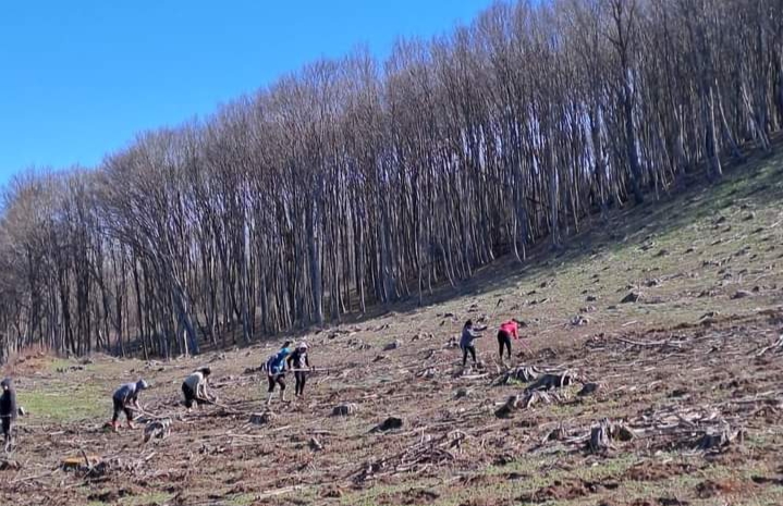  Acțiune de împădurire pe Valea Melesului unde au fost plantați 11 500 de puieți. FOTO