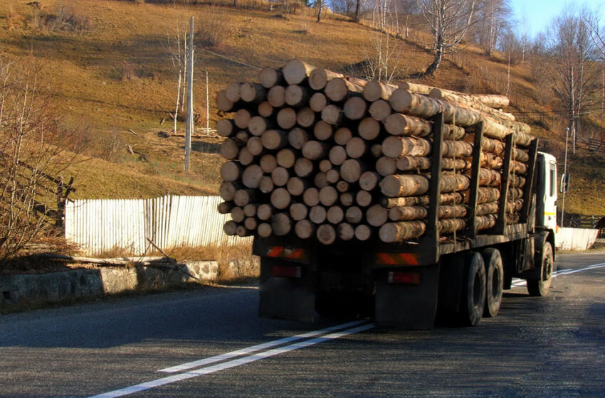  Amenzi de 41 000 de lei aplicate de Gardă Forestieră pentru transport ilegal de lemne