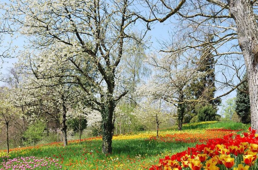  Vreme frumoasă de Florii în tot județul Bistrița-Năsăud