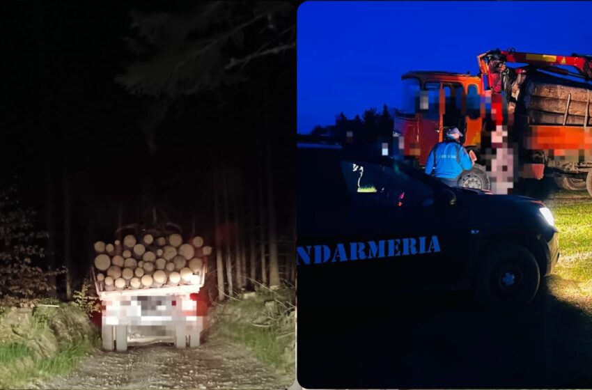  Transport ilegal de material lemnos depistat de către jandarmii montani Piatra-Fântânele! FOTO