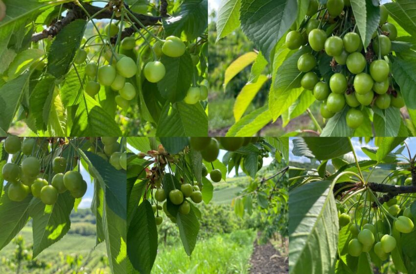  Se apropie sezonul culesului de cireșe în Livada Teta de la Pinticu. FOTO