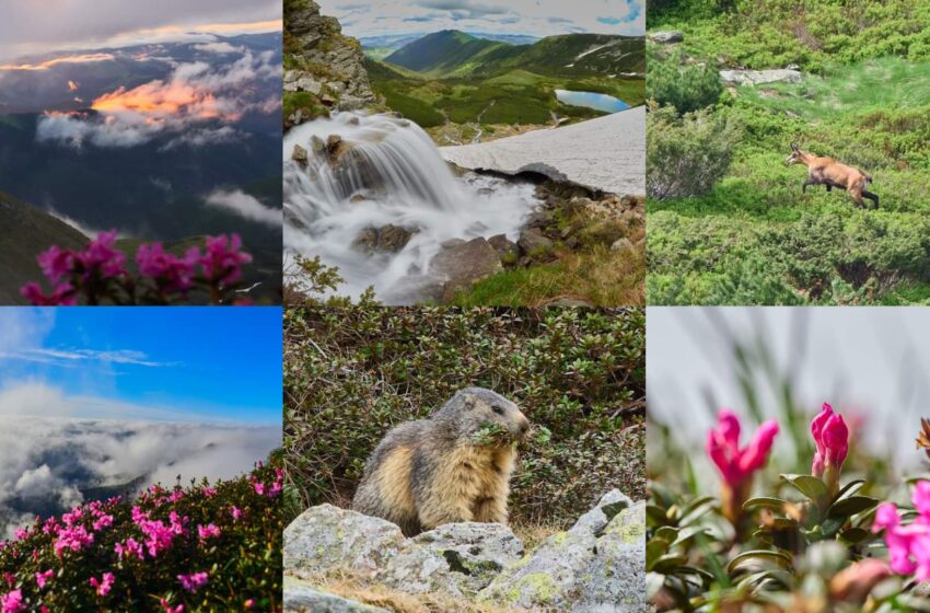  Peisaje superbe pe crestele Munților Rodnei. FOTO