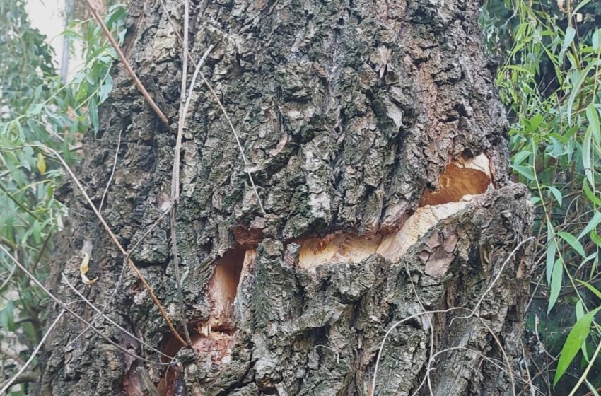  Primăria Bistrița: Temperaturile ridicate afectează și arborii din zonele urbane