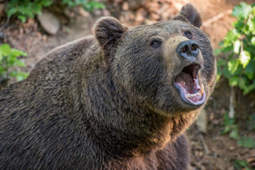  Un bărbat a fost atacat de urs, în localitatea Sântioana , comuna Mărișelu. În ce stare se află