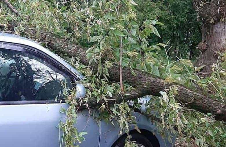  Arbore căzut peste două autoturisme în municipiul Bistrița