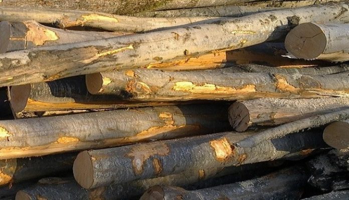  Transporturi ilegale de material lemnos descoperite de specialiștii Gărzii Forestiere Cluj