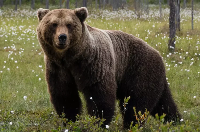  Bărbat atacat de urs la Colibița! Victima a ajuns la spital!