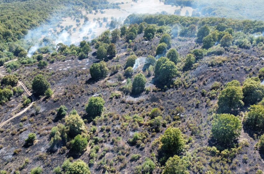  Incendii devastatoare în Bistrița-Năsăud! Au ars 35 de hectare de vegetație uscată!