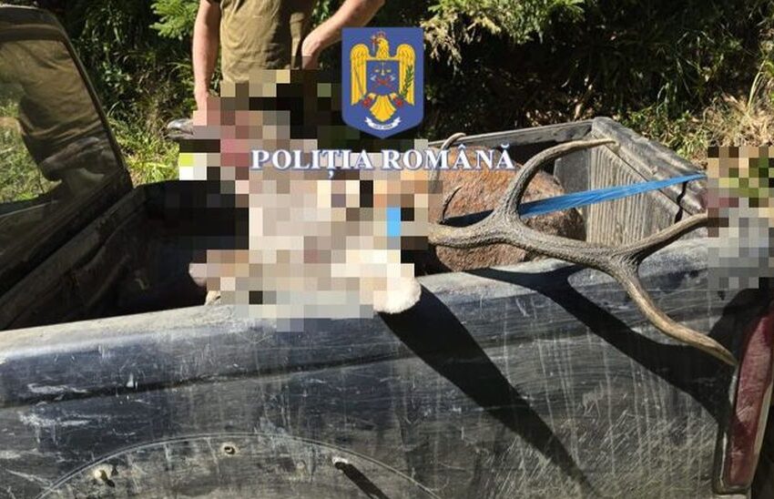  Trei bărbați au împușcat un cerb în Munții Rodnei și au fost prinși
