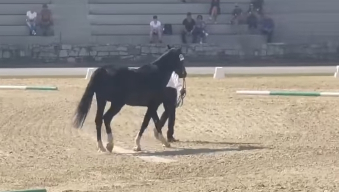  Un armăsar de la Herghelia Beclean a cucerit titlul de campion pentru rasa lipițană la Campionatul Internațional din Slovenia. VIDEO