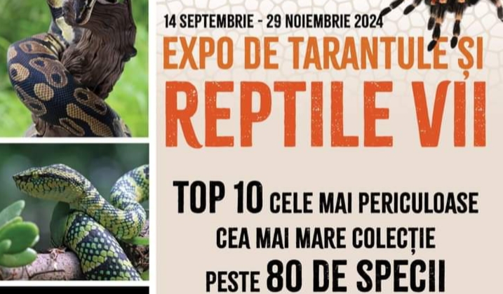  Expoziție de tarantule și reptile vii la Complexul Muzeal Bistrița-Năsăud