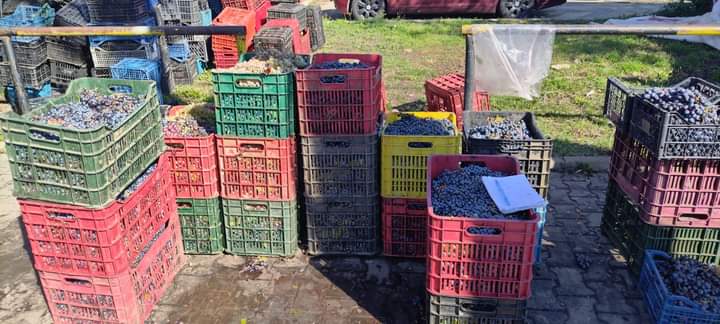  Vânzătorii de struguri au fost amendați de Poliția Locală Bistrița. FOTO