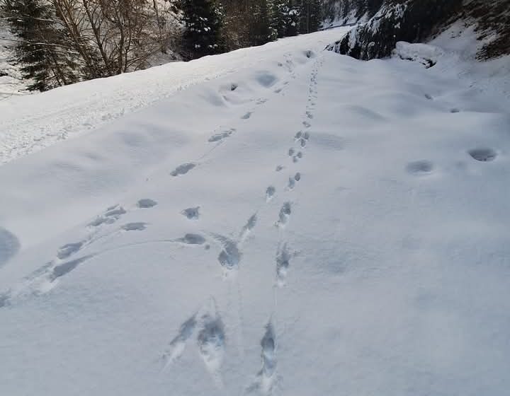  În Munții Rodnei se evaluează cerbii, căpriorii și caprele negre, după urmele lăsate pe zăpadă. FOTO
