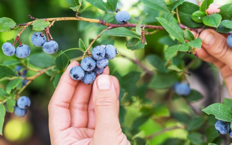  Șase ferme din Bistrița-Năsăud primesc bani europeni pentru înființare de plantații sau modernizări