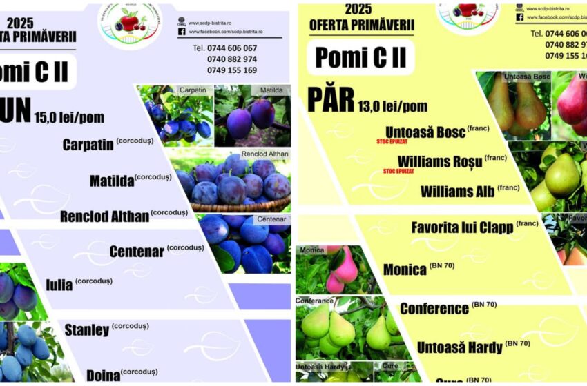  Peri, Meri și Pruni, scoși la vânzare de Stațiunea Pomicolă Bistrița pentru plantat. FOTO