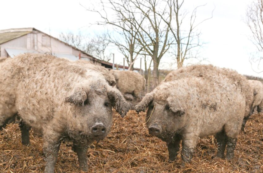  O cooperativă agricolă bistrițeană vrea să facă la Tonciu o fermă ecologică de porci Mangalița