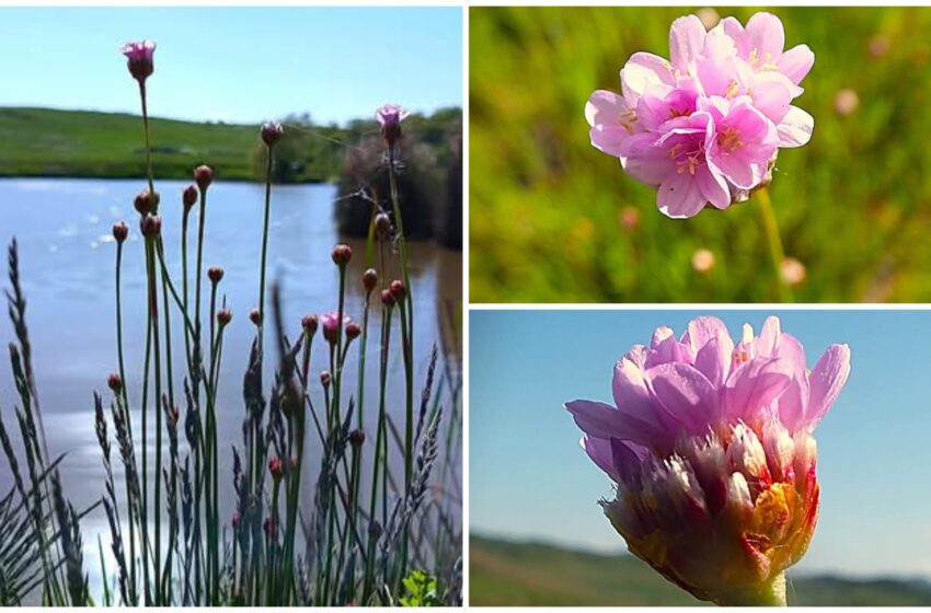  A înflorit Floarea Sării în rezervația naturală „La Sărătură” din Blăjenii de Jos. FOTO