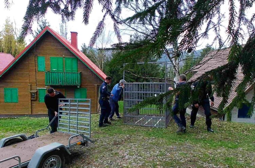  Rezultate obținute de către jandarmii bistrițeni pe perioada sărbătorilor pascale. FOTO/VIDEO