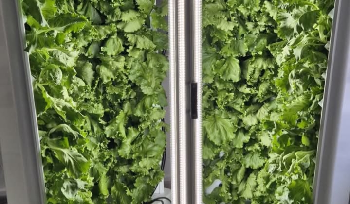  S-a obținut prima recoltă in sistem hidroponic la Liceul Tehnologic Agricol Beclean