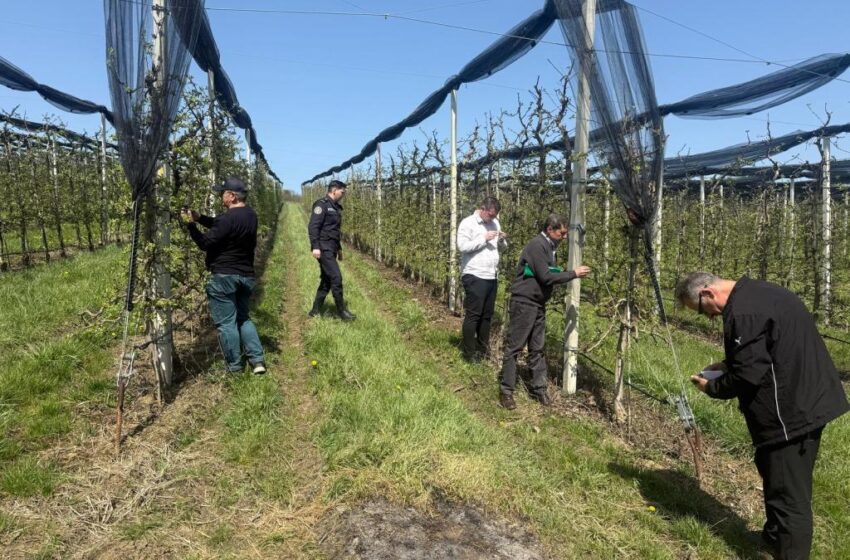  Peste 600 de hectare de livezi de prun, cireș, măr, cais și piersic, afectate de îngheț, în județul Bistrița-Năsăud!