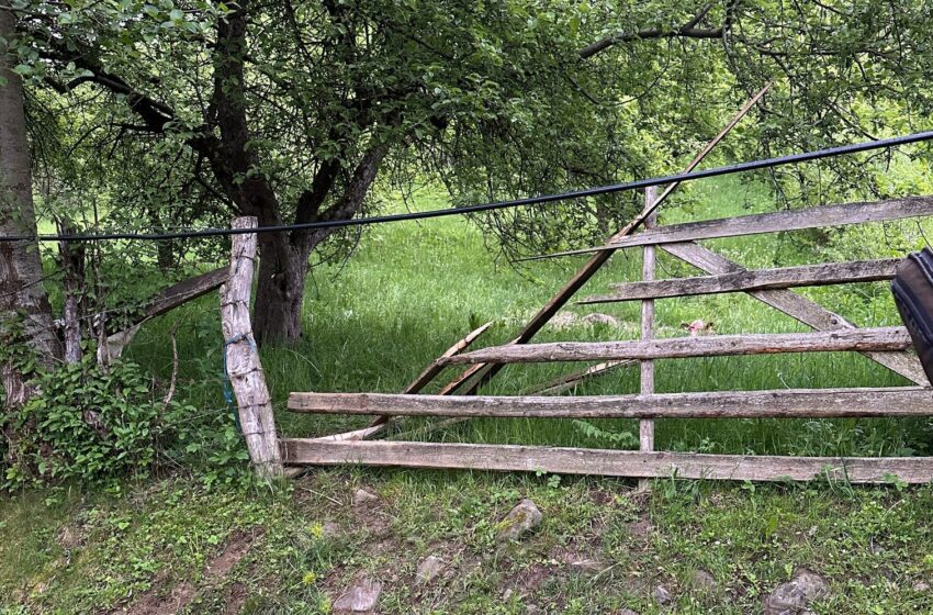  Vițel atacat de urs la Ardan – intervenție a jandarmilor bistrițeni!