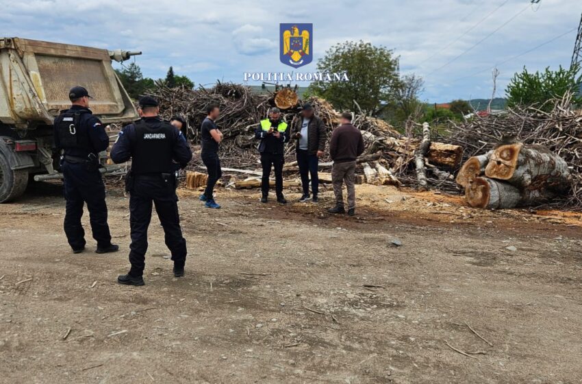  Peste 50 de metri cubi de material lemnos confiscat de polițiștii bistrițeni