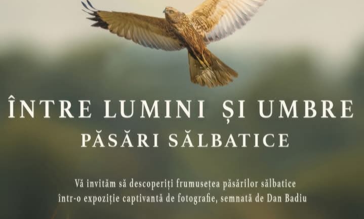  Expoziția „Între lumini și umbre. Păsări sălbatice”, la Muzeul Grăniceresc Năsăudean